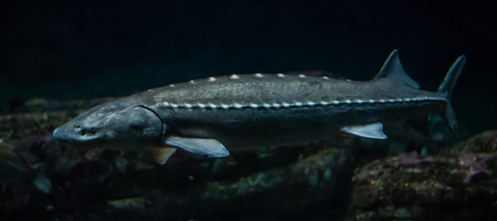 close-up of Atlantic Sturgeon