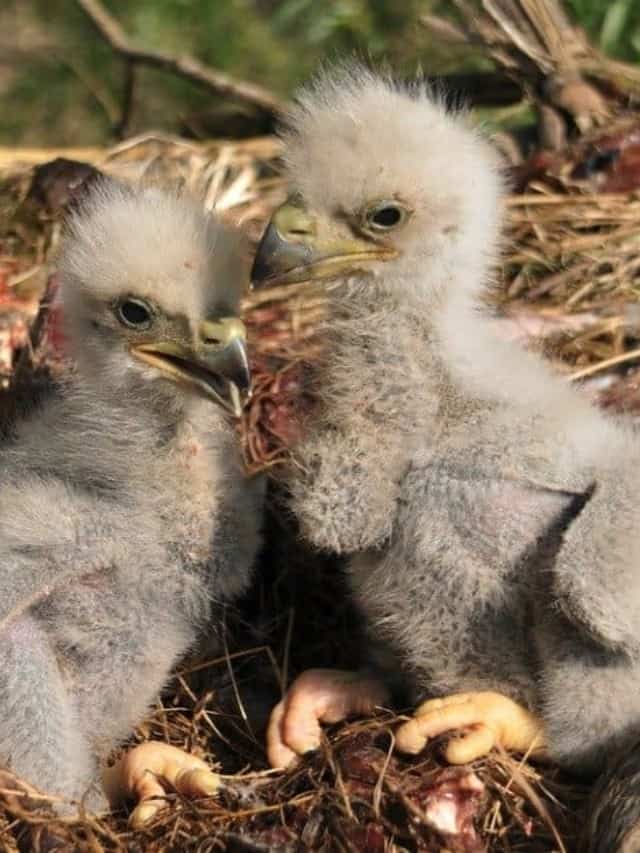Baby Eagles 6 Amazing Facts and 6 Eaglet Pictures! Cover image