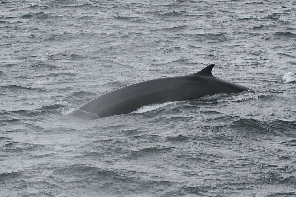 Fin whale, Saguenay–St. Lawrence Marine Park, Quebec, Canada