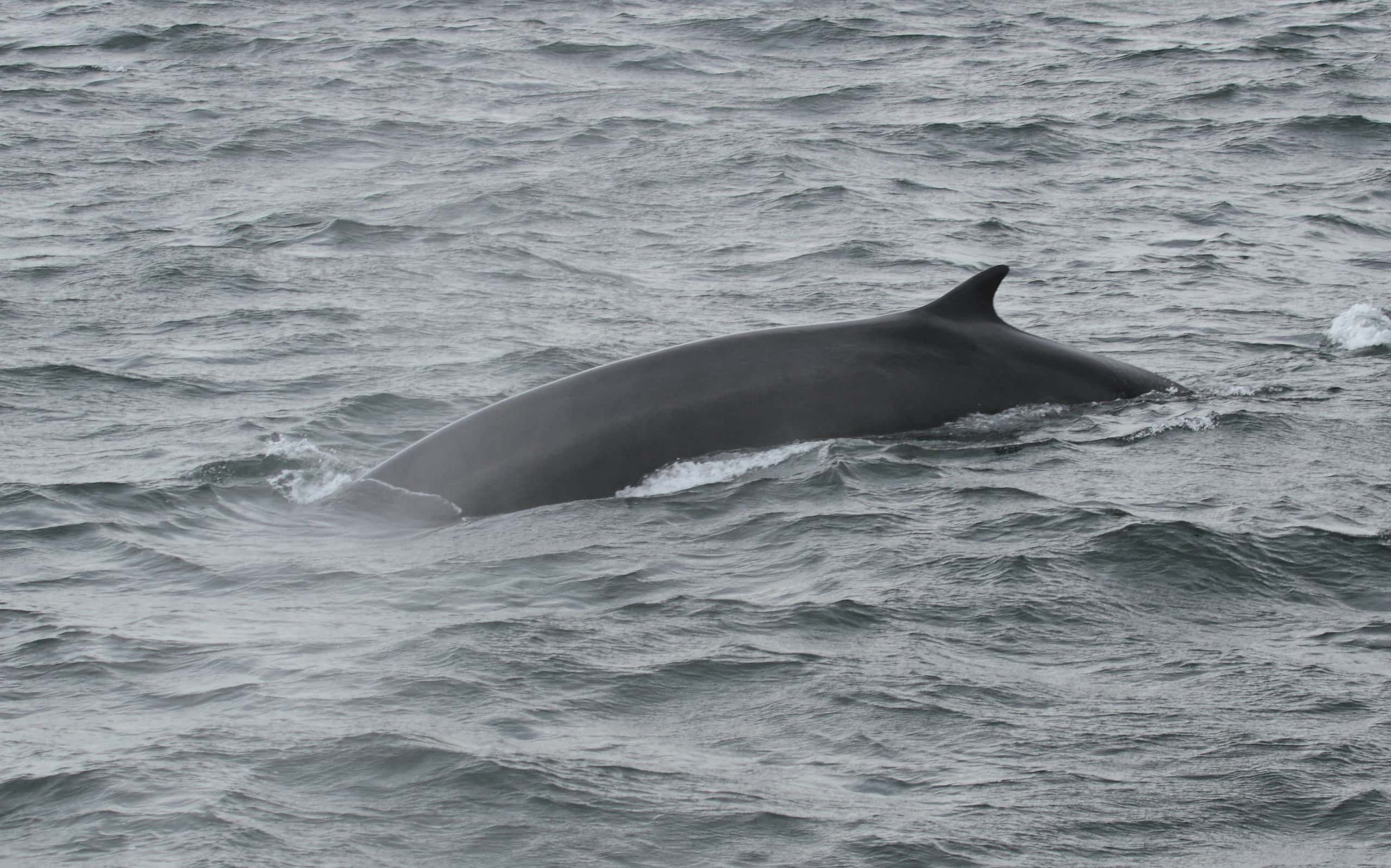 Fin whale, Saguenay–St. Lawrence Marine Park, Quebec, Canada