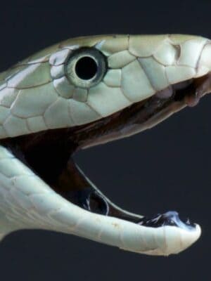 Black Mamba - A-Z Animals