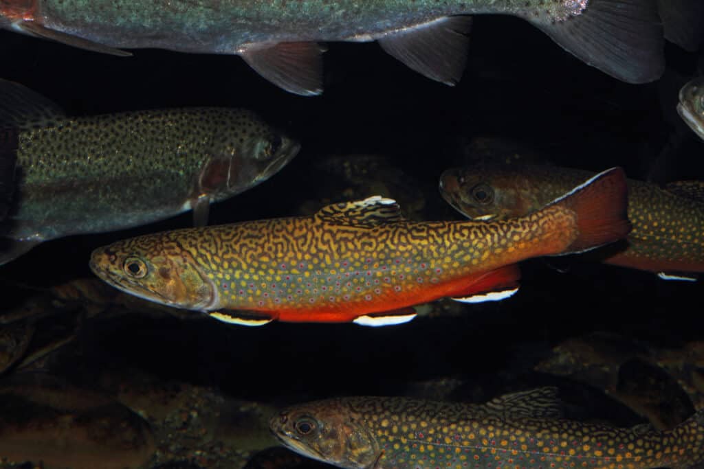 Several brook trout swimming in a large tank. 