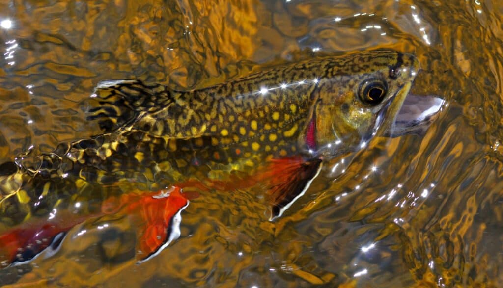 Brook Trout feeding