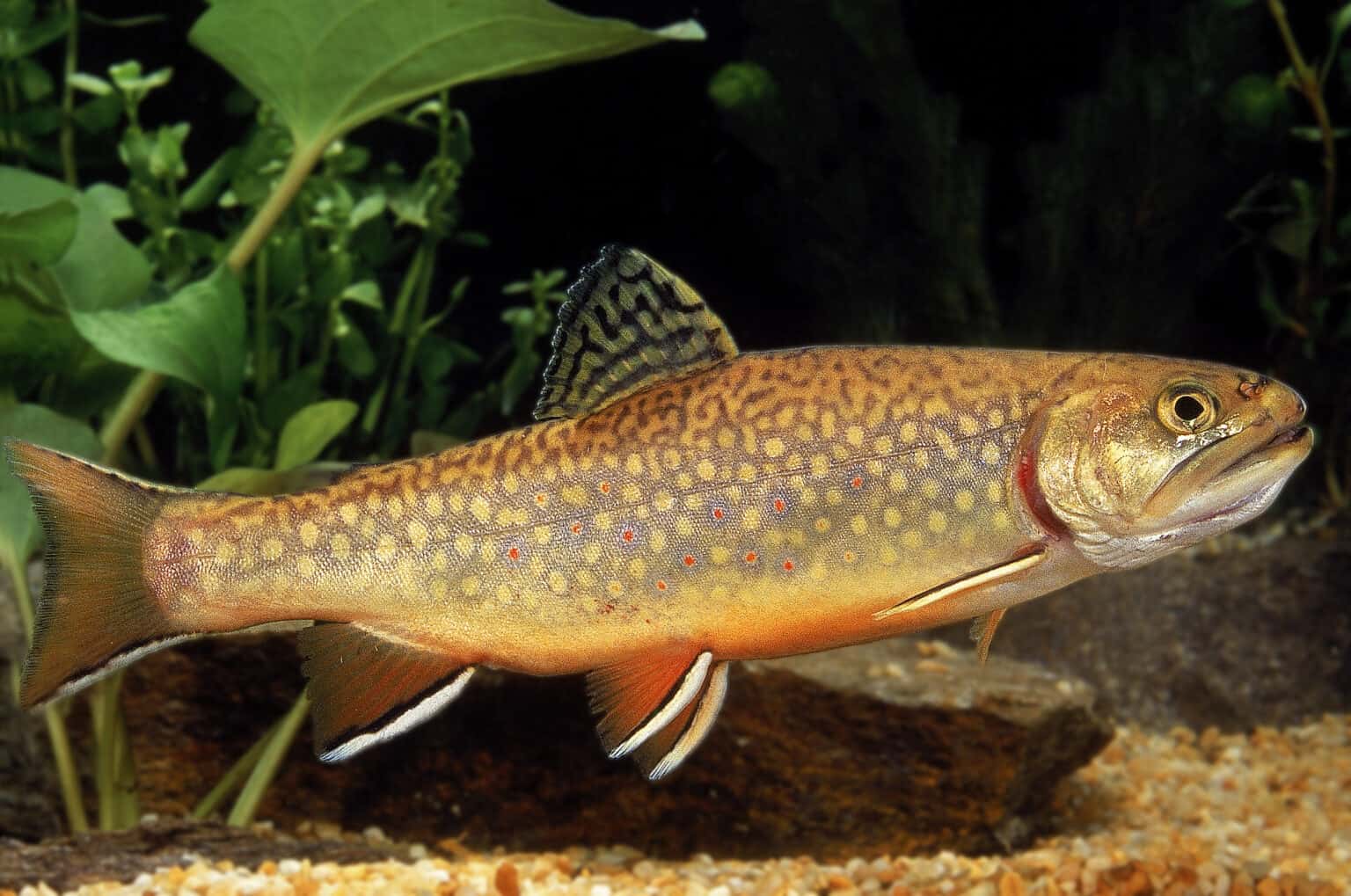 River Monster! The Largest Brook Trout Ever Caught in Idaho - AZ Animals