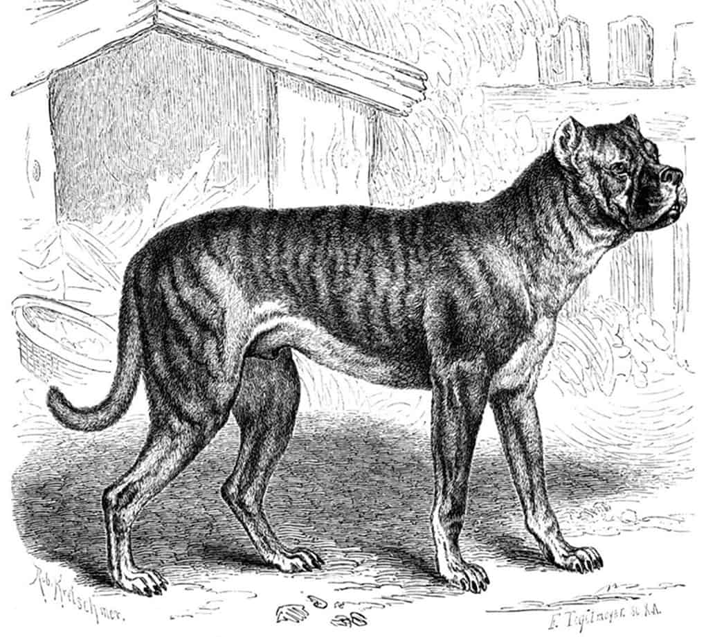 Extinct Dogs