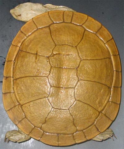 Dinner Plate Turtle (Chelodina steindachneri)