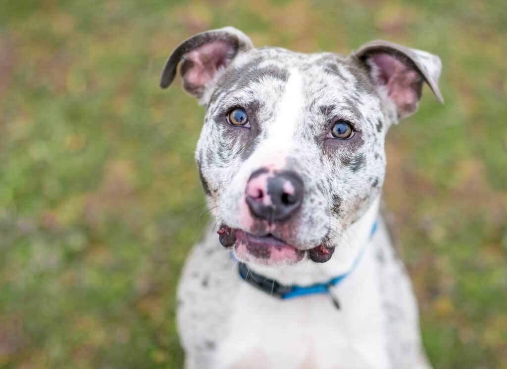 Can Dogs Eat Sausage? Sort Of.