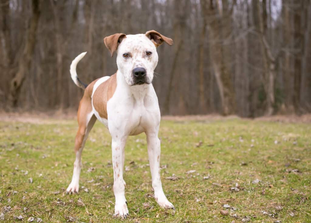 Catahoula bulldog