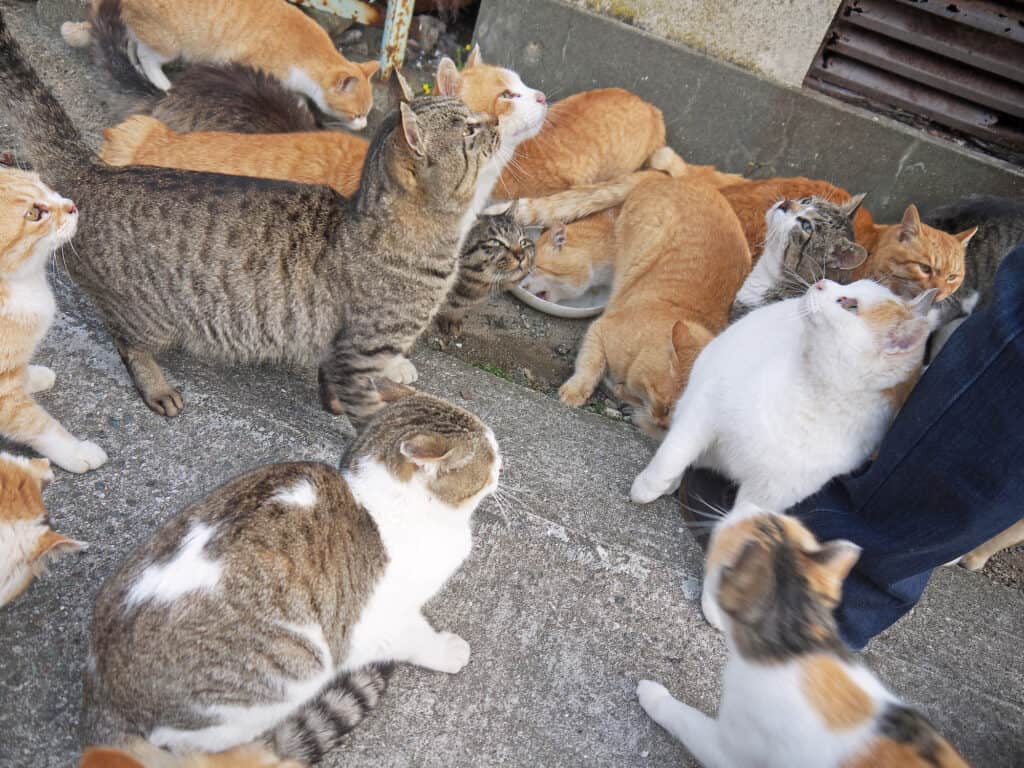 Aoshima: Japan's 'Cat Island' Where Felines Outnumber Humans 36 to 1