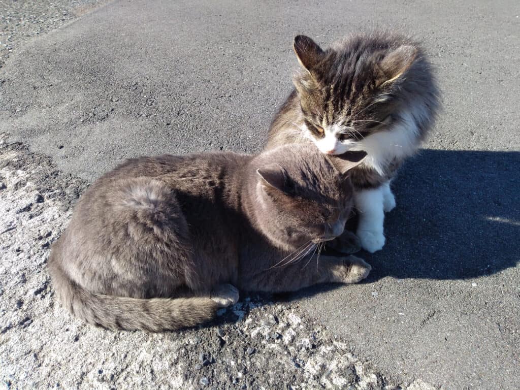 Cats on Tashirojima in Japan.