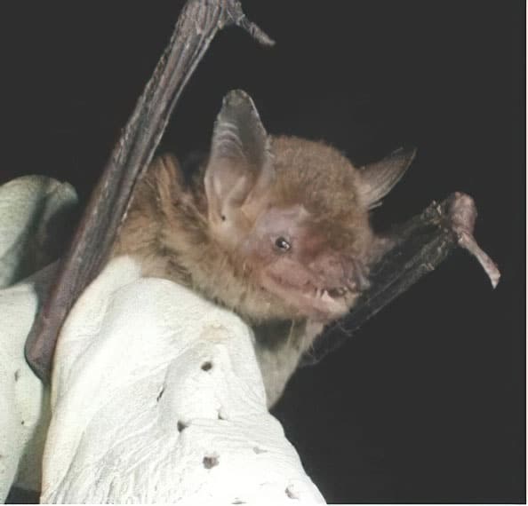 Cave Myotis