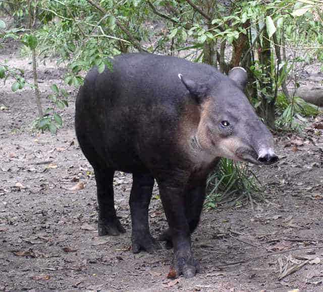 Believed to be Baird's Tapir