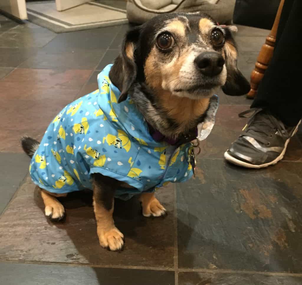 Chiweenie in a rain jacket