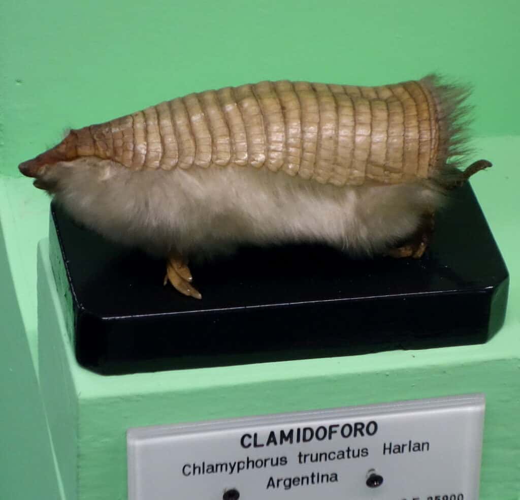 Pink Fairy Armadillo (Chlamyphorus truncatus)