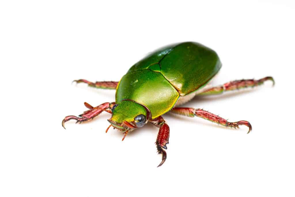 Christmas Beetle