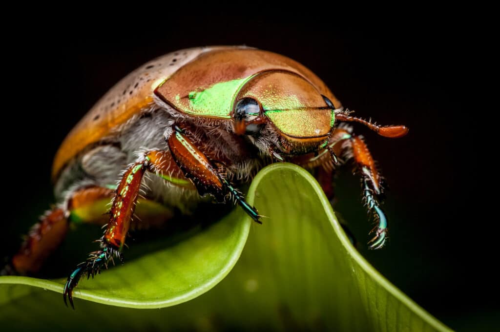 Christmas Beetle