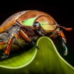 Christmas beetle