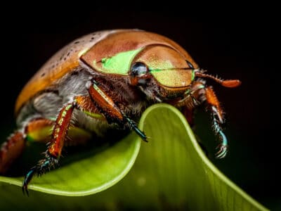 A Christmas Beetle