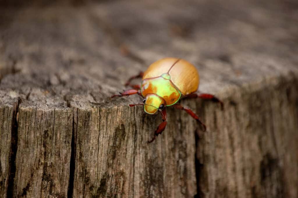 Christmas beetle