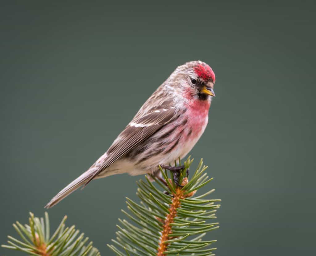 Common Redpoll