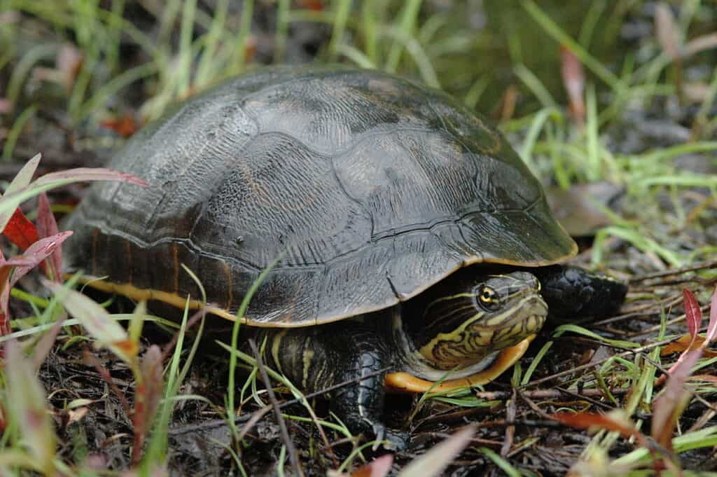 Chicken Turtle