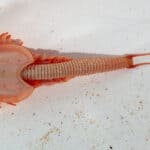 Shield shrimp