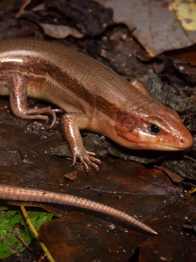Discover 10 Fascinating Lizards in North Carolina Cover image