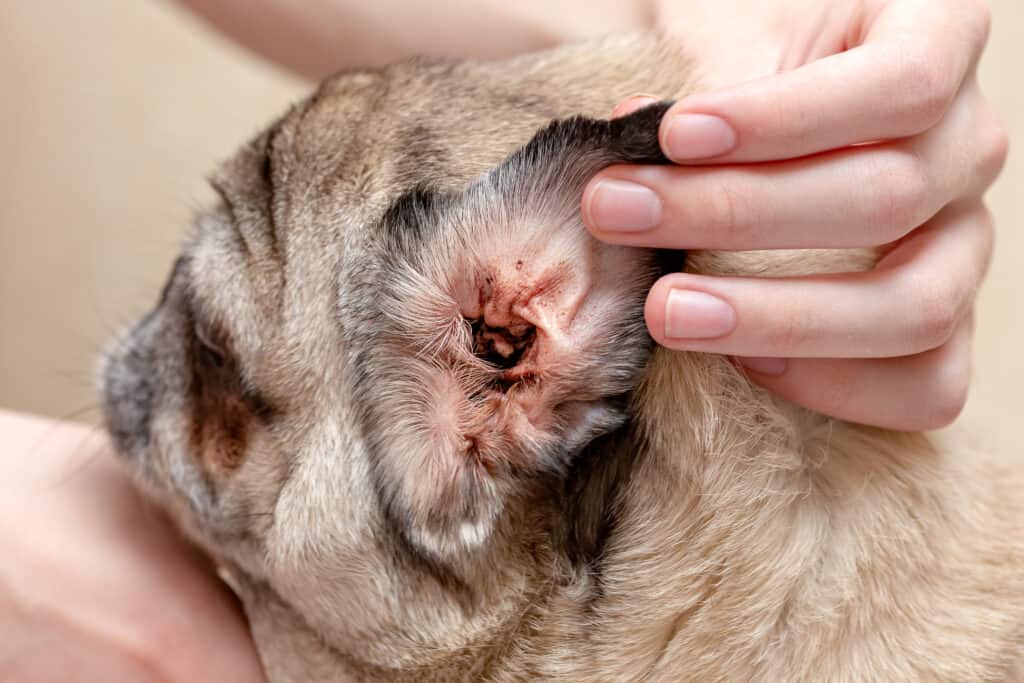Ear mites live in dog's ear canals and surrounding skin causing irritation.