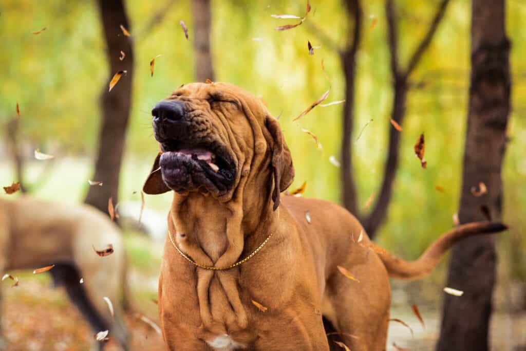 A dog rears up for a sneeze