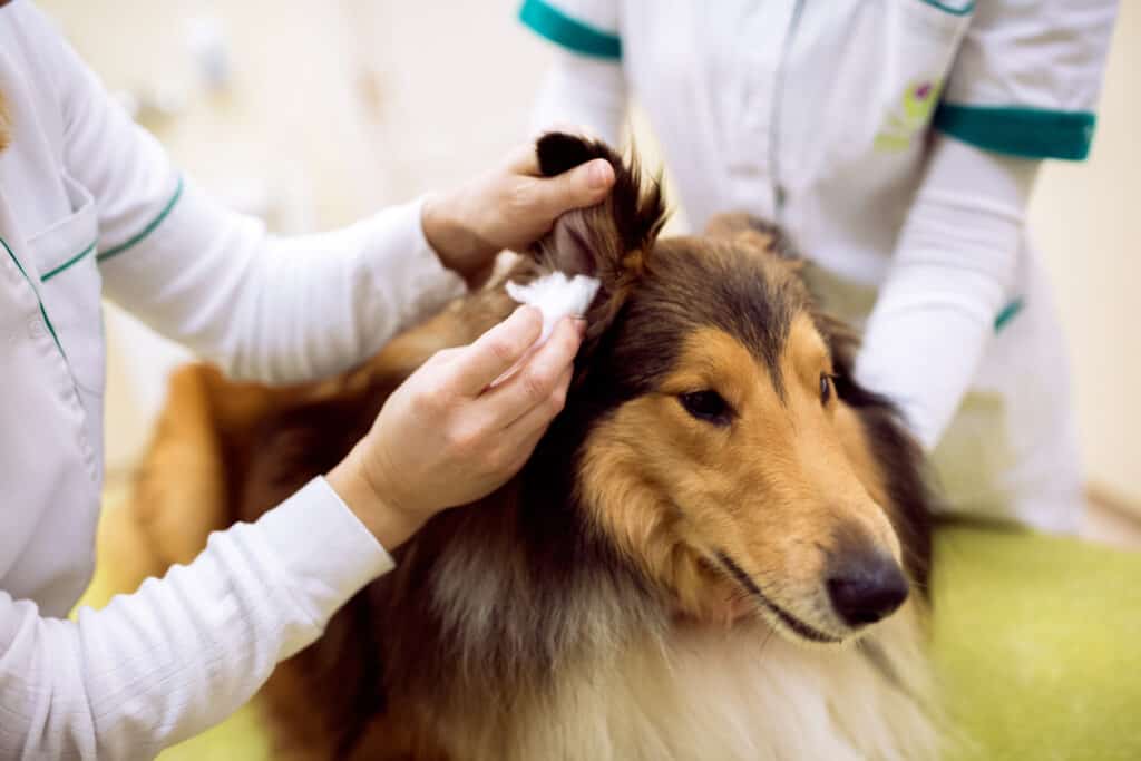 A rough collie receives an ear examination at a veterinary clinic