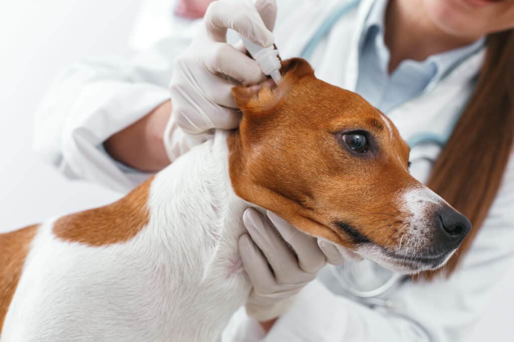 A Jack Russell terrier receives ear treatment at a veterinary clinic