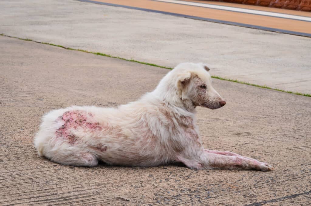 A dog afflicted with scabies