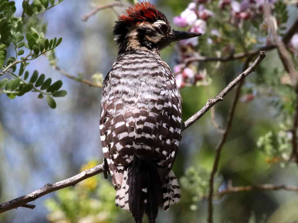 Juvenile male Ladder-backed woodpecker at Desert Botanical Garden, Phoenix