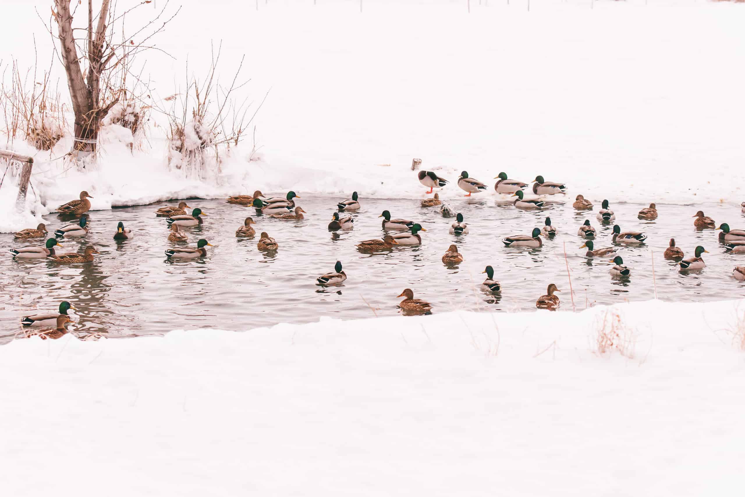 ducks in the frozen pond