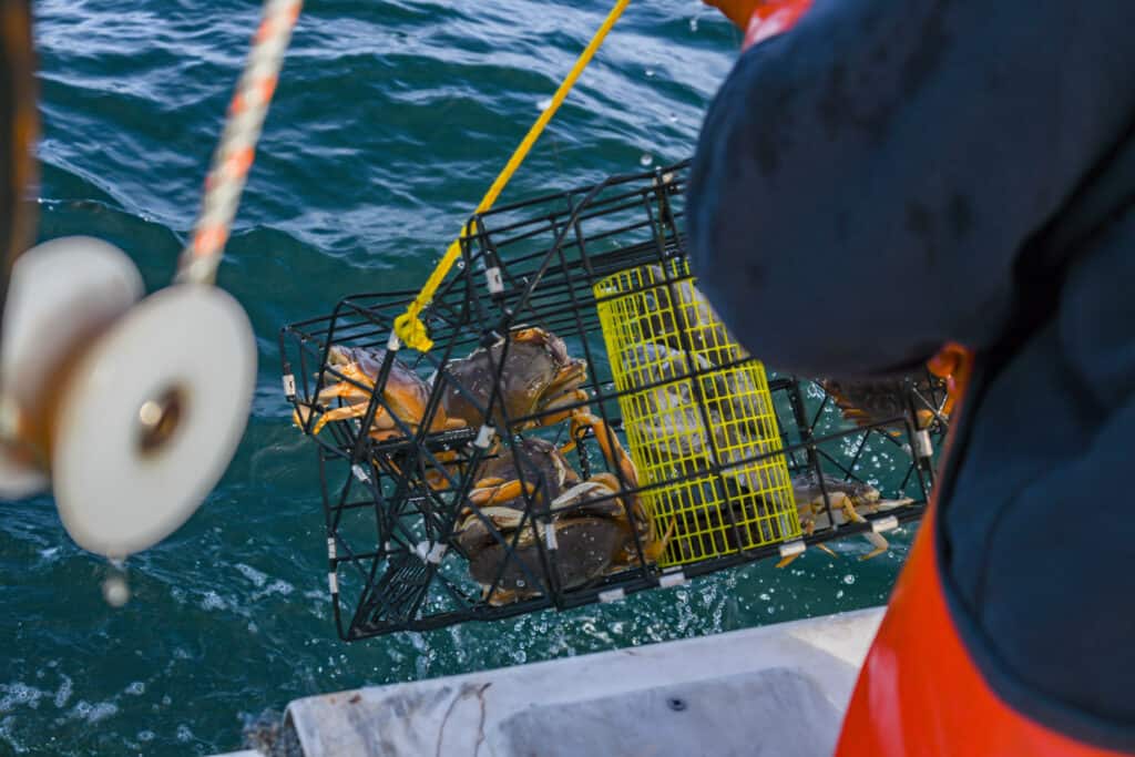 Dungeness Crab Season in 2025 Timing, Bag Limits, and Other Important