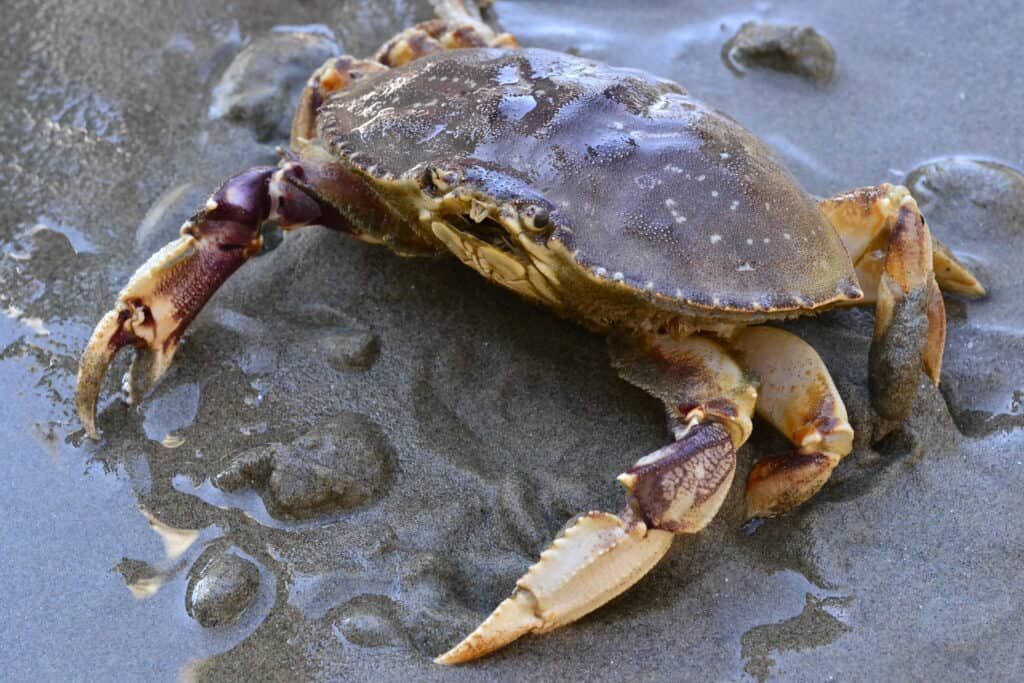 Dungeness crab