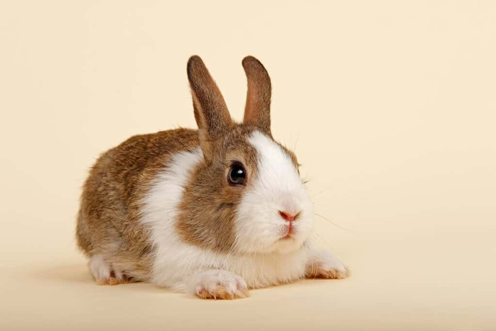 Dutch rabbit appearance