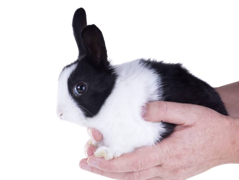 Dutch rabbit as pet