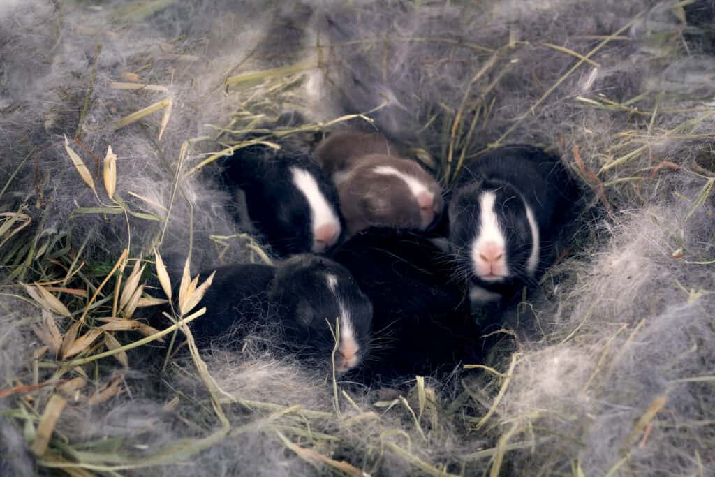 Dutch rabbit babies