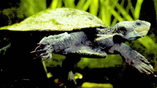 15 Awesome Turtles In Australia - A-z Animals