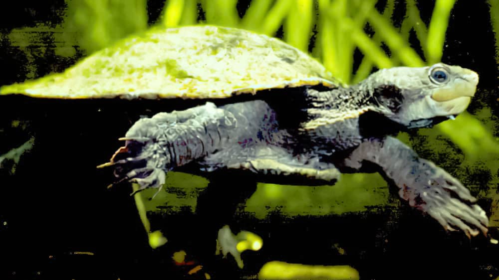 Gulf Snapping Turtle (Elseya lavarackorum)