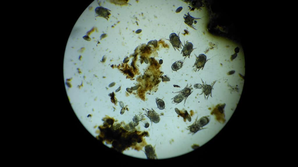 Ear mites under a microscope