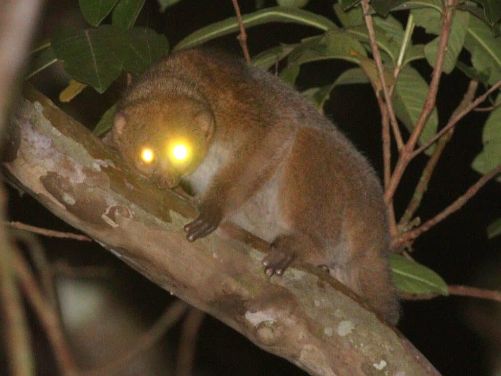 East African Potto