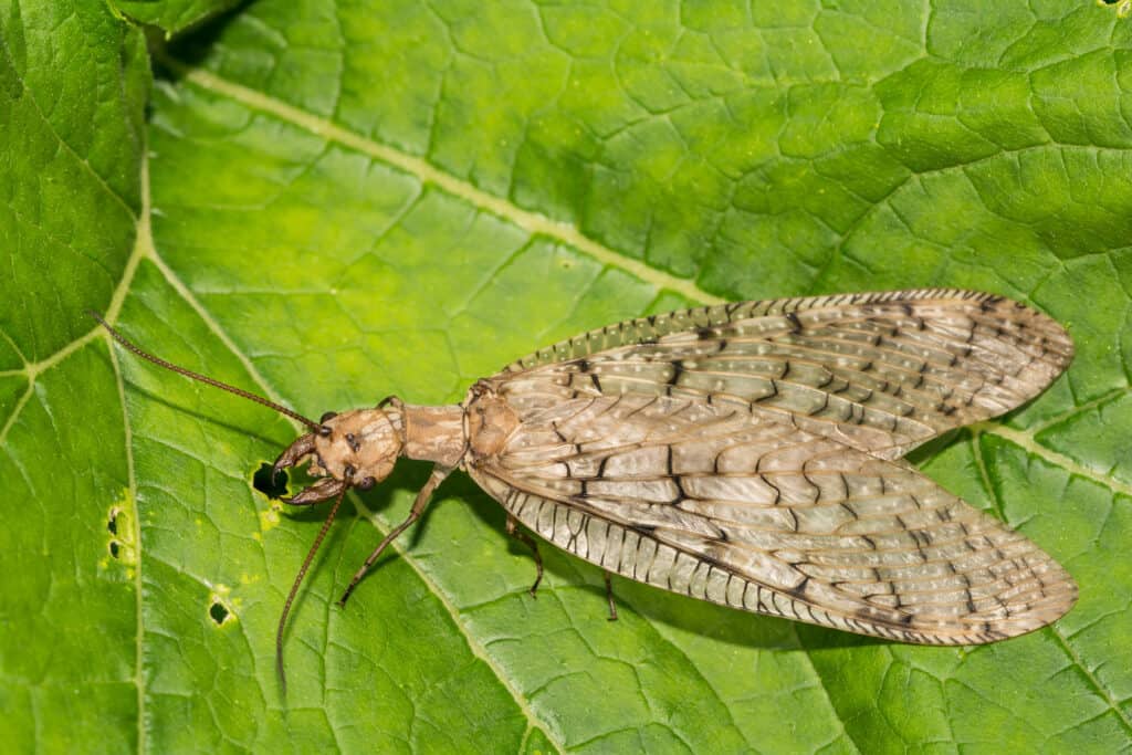 Female Eastern Dobsonfly (Corydalus cornutus)