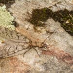 Eastern dobsonfly