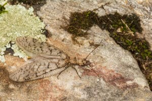 Female Eastern Dobsonfly (Corydalus cornutus)
