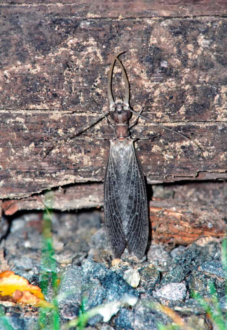 Eastern Dobsonfly, Corydalus cornutus