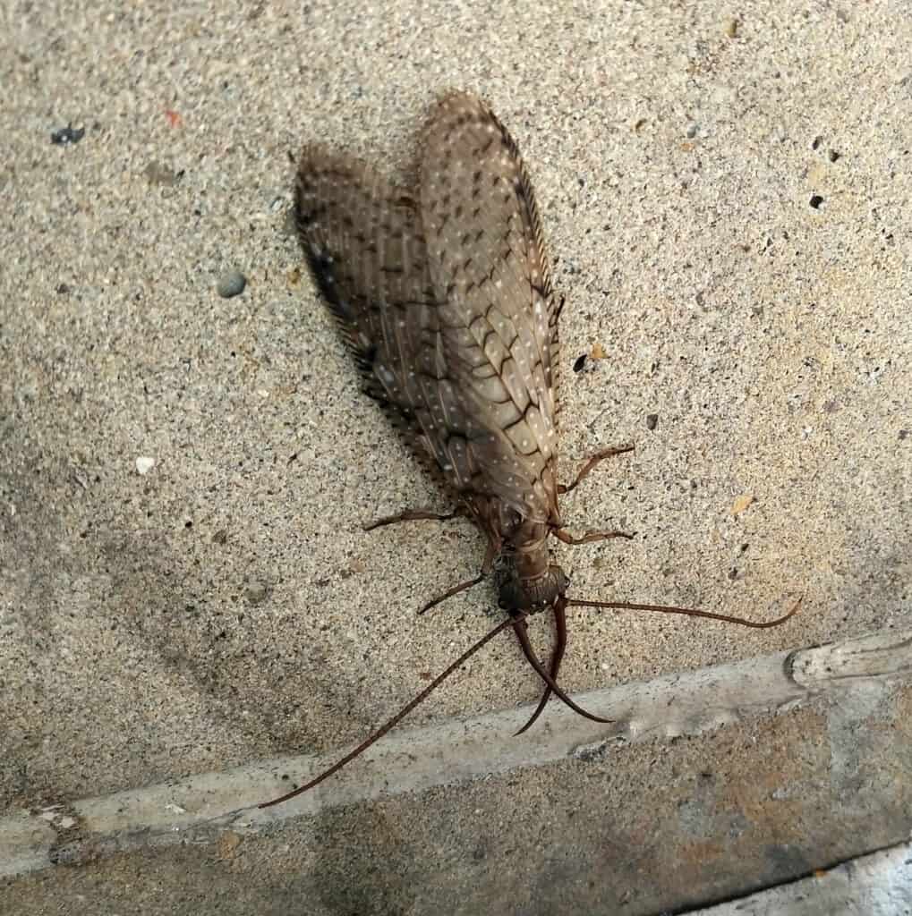 The eastern dobsonfly