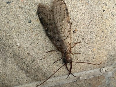 A Dobsonfly