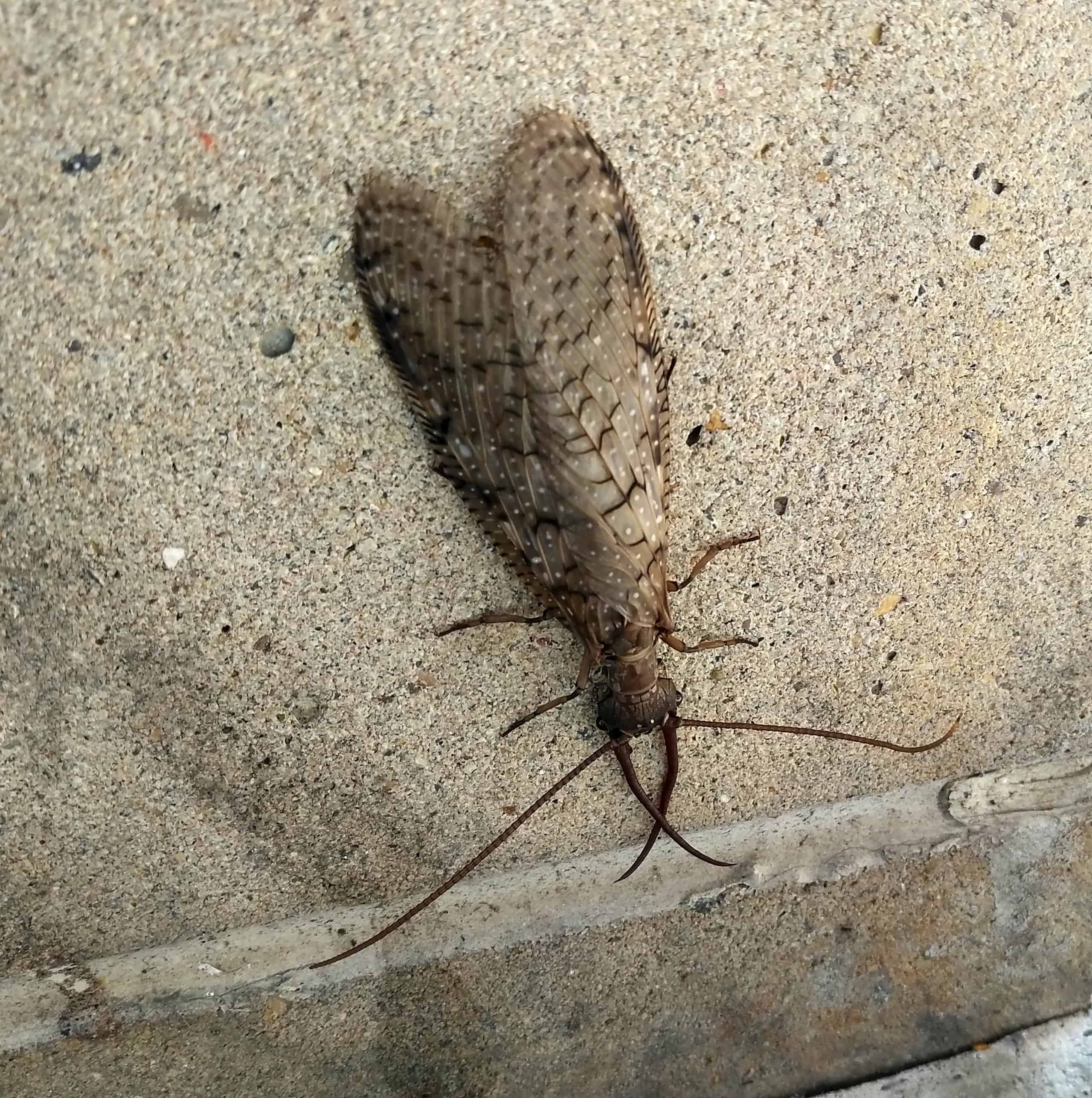 Understanding the dobsonfly, an uncommon aquatic insect
